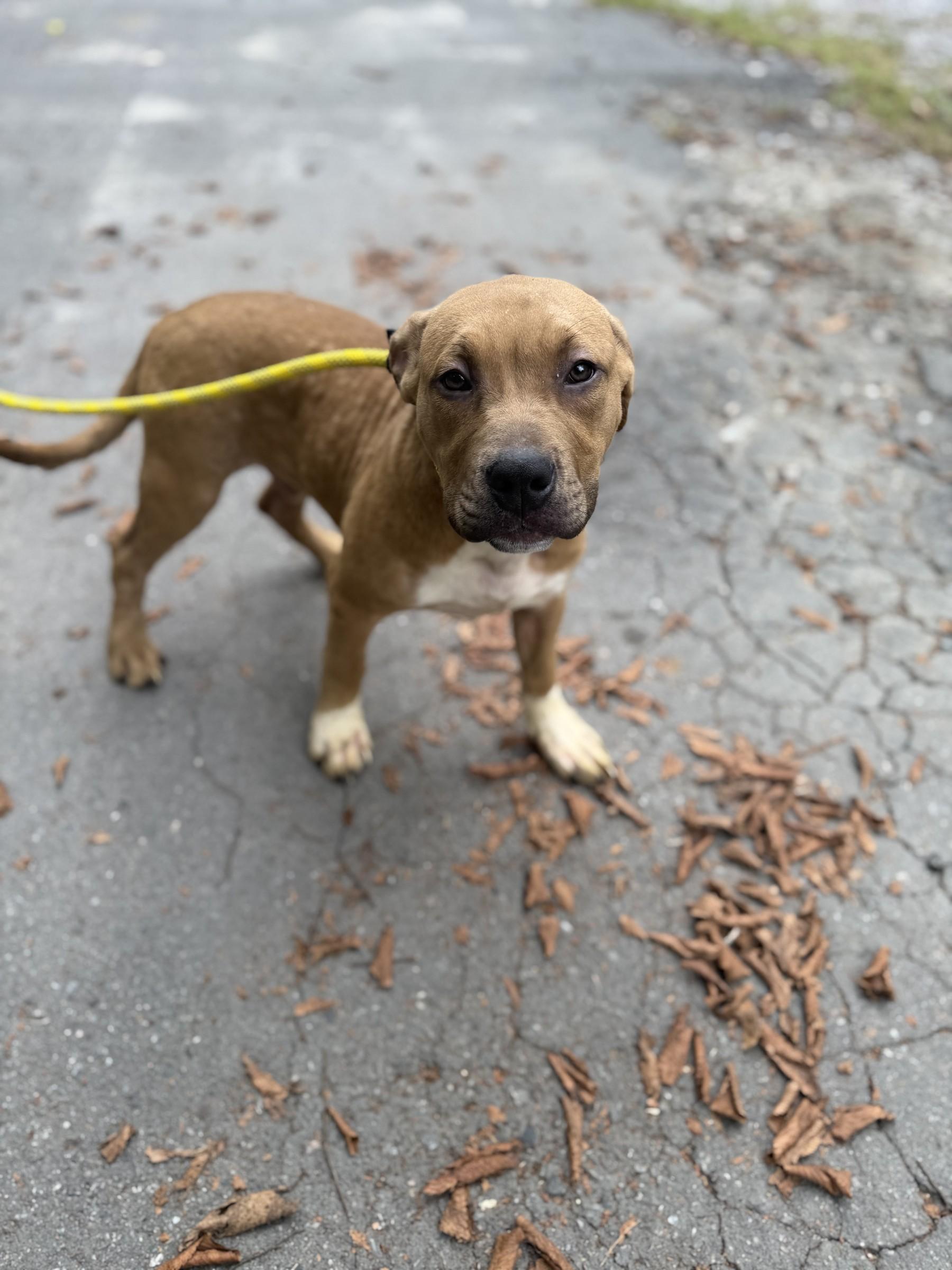Linus, Adoptable, Puppy Male Pit Bull Terrier & Labrador Retriever.