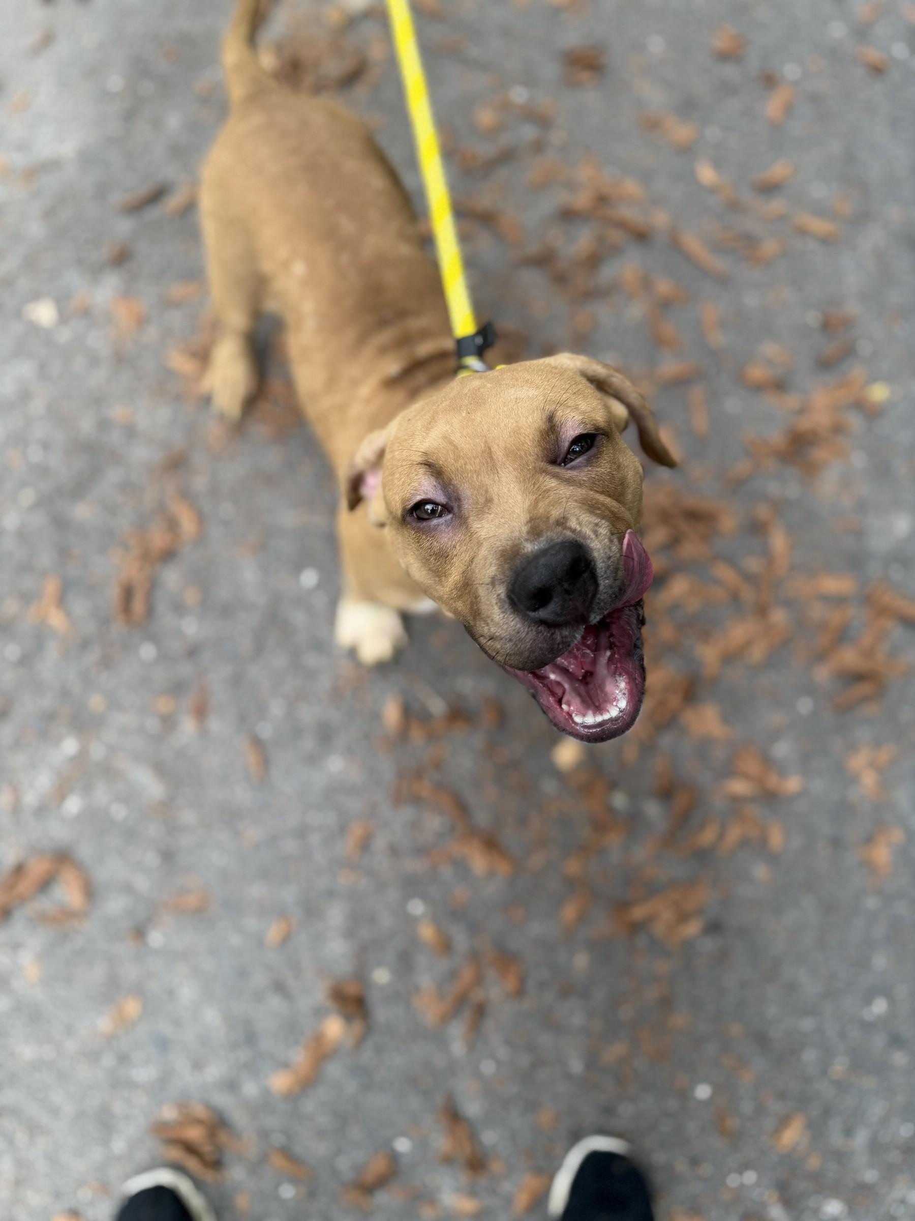 Enlarge Linus, a Adoptable mixed breed in Petersburg, VA image 3/6