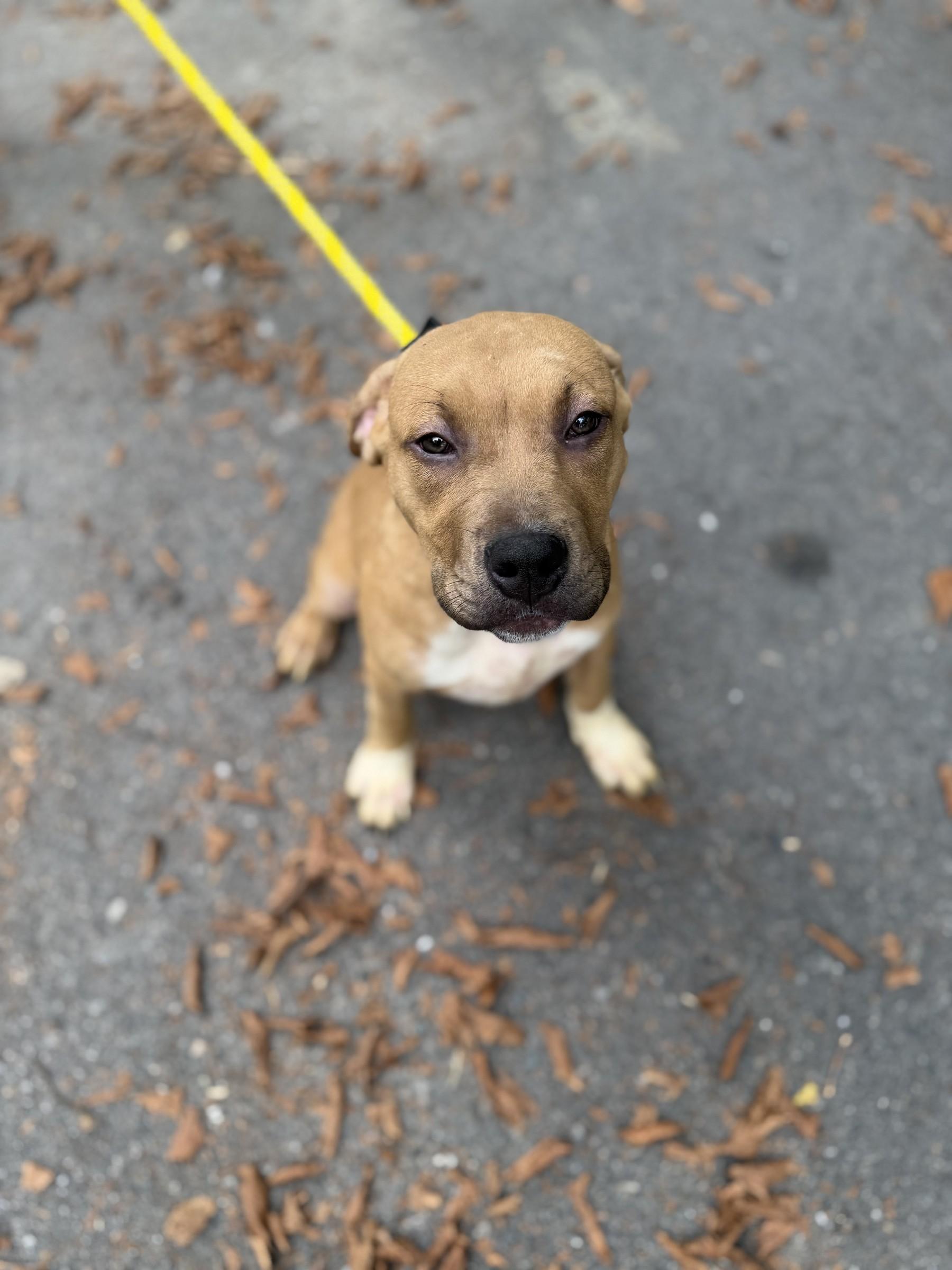 Enlarge Linus, a Adoptable mixed breed in Petersburg, VA image 2/6