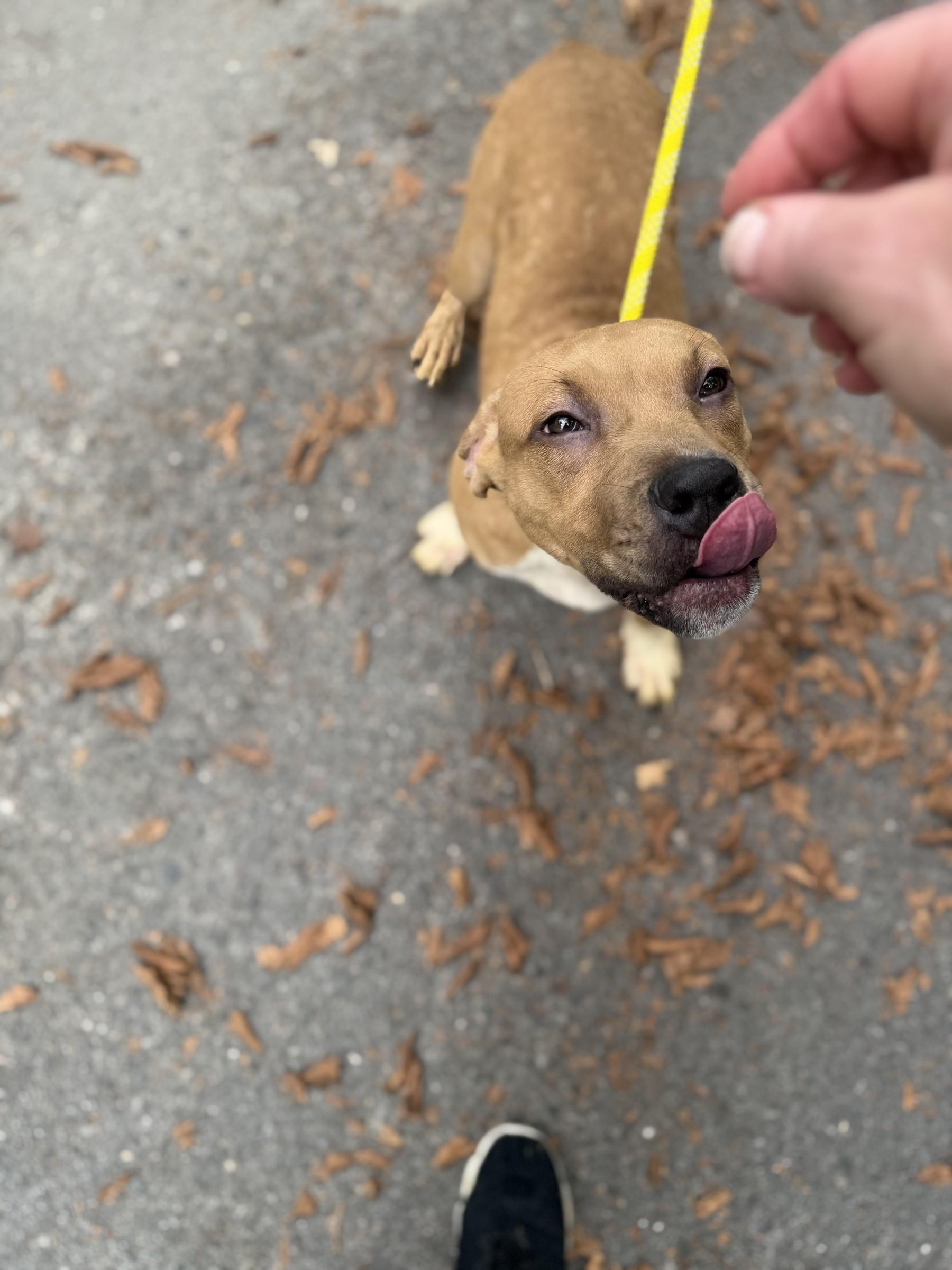 Enlarge Linus, a Adoptable mixed breed in Petersburg, VA image 6/6