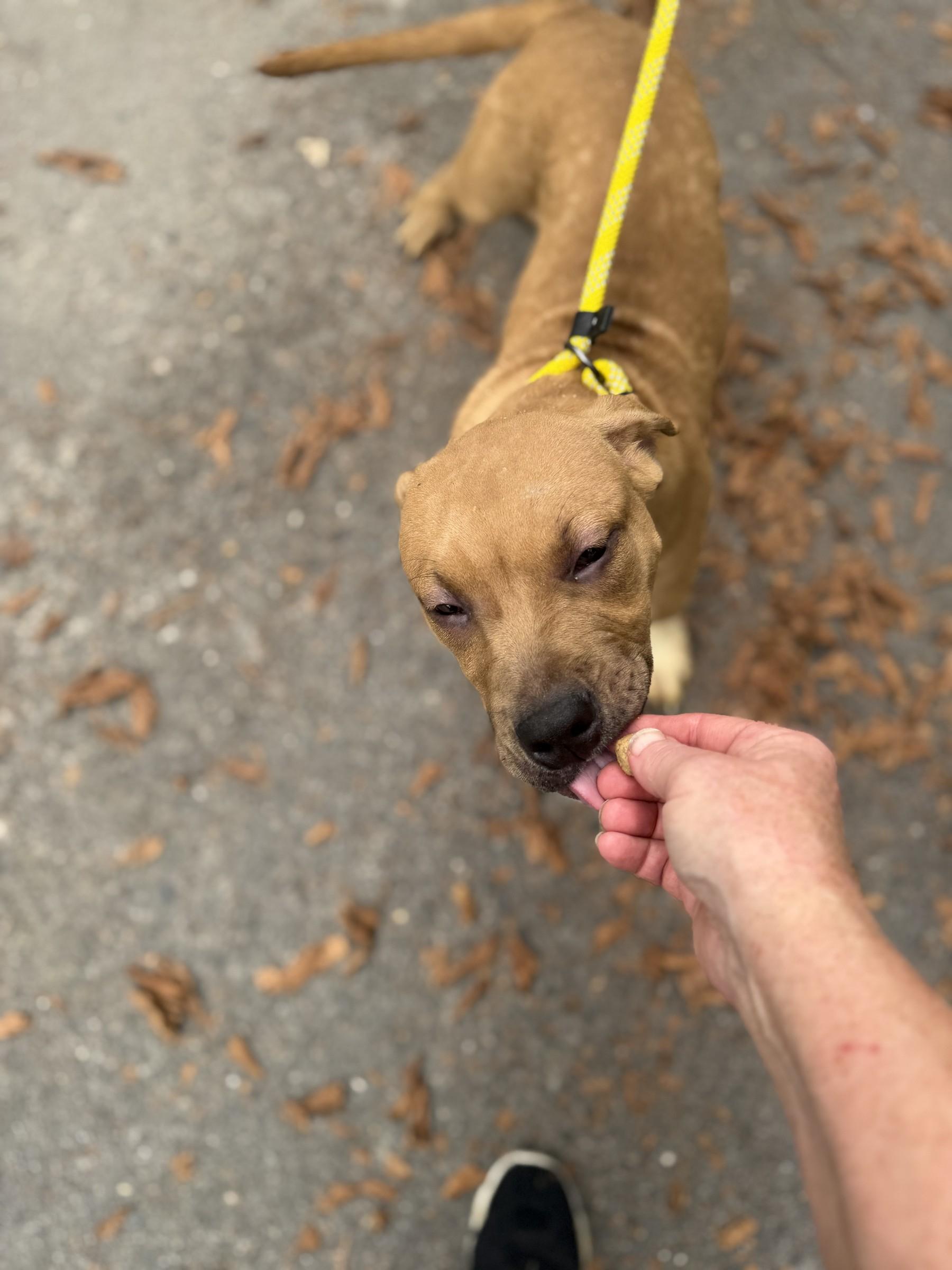 Enlarge Linus, a Adoptable mixed breed in Petersburg, VA image 5/6
