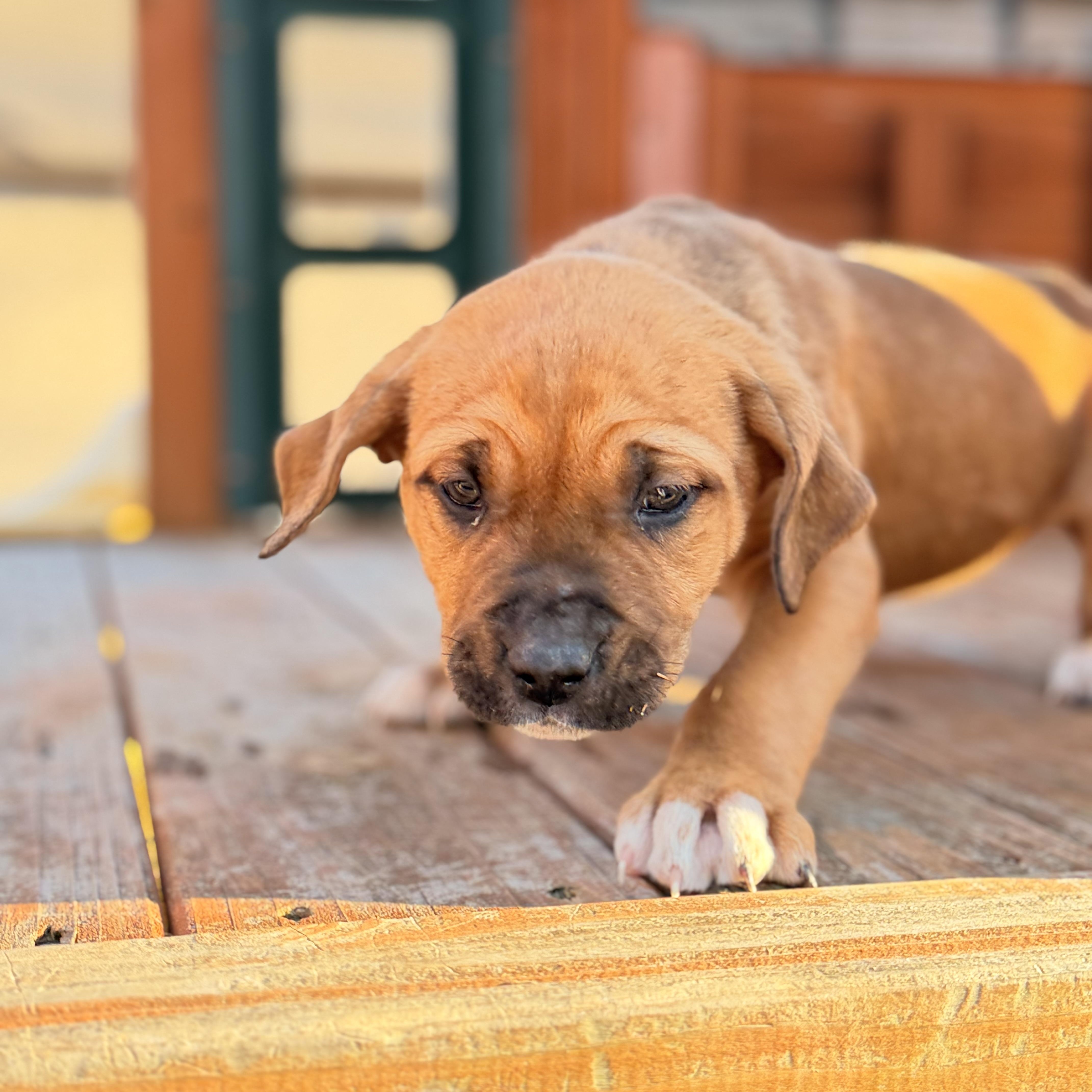 Cierra , a hold mixed breed in Harrisburg, PA image 3/6
