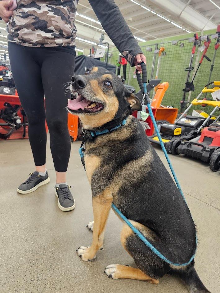Baxter, a Adoptable mixed breed in St. Cloud, MN image 1/5