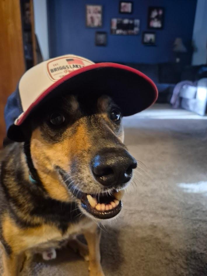 Baxter, a Adoptable mixed breed in St. Cloud, MN image 4/5