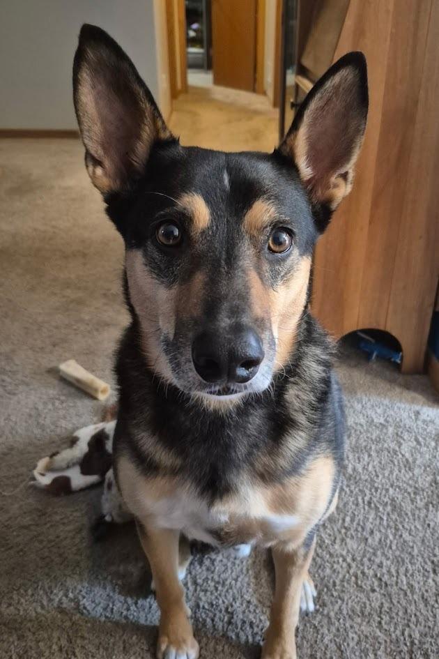 Baxter, a Adoptable mixed breed in St. Cloud, MN image 5/5