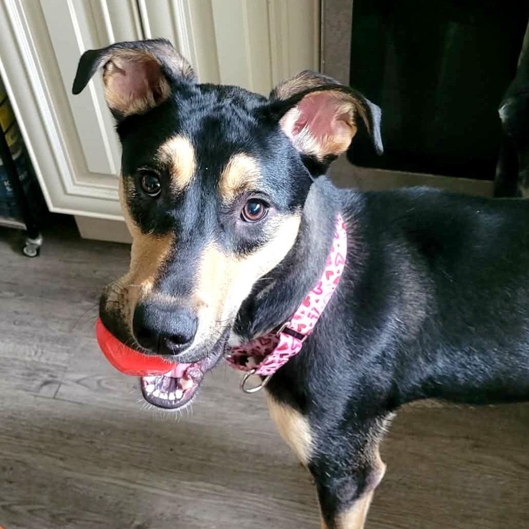 HAZEL 2, ADOPTABLE, Young Female Shepherd & Hound.