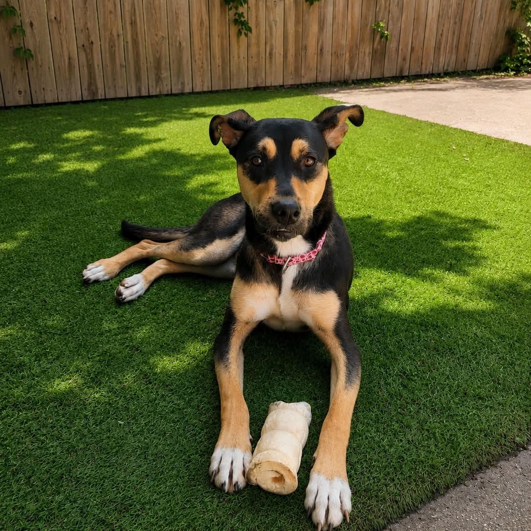 HAZEL 2, a ADOPTABLE mixed breed in Evansville, WI image 4/4