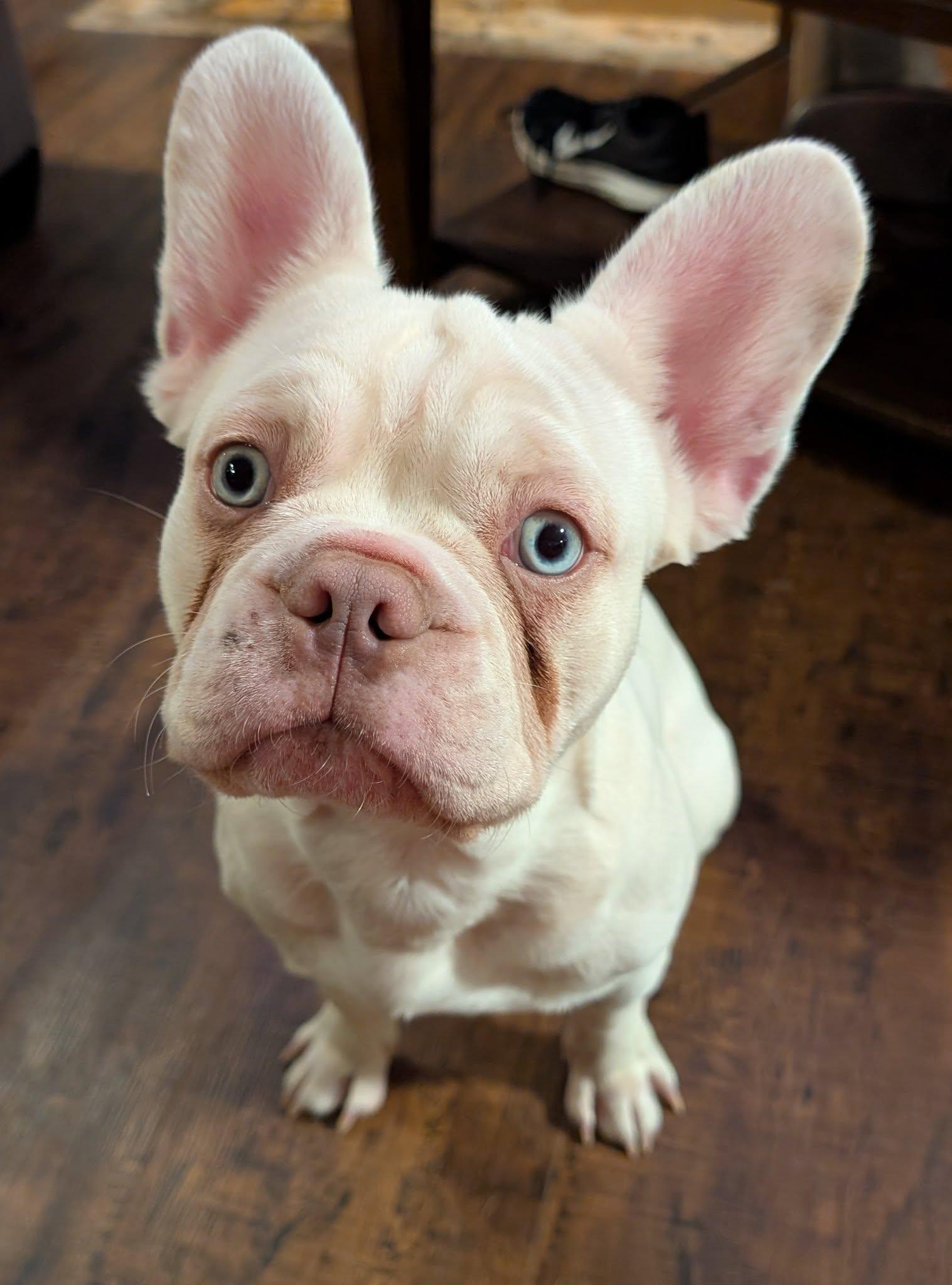 Butters, ADOPTABLE, Young Male French Bulldog.