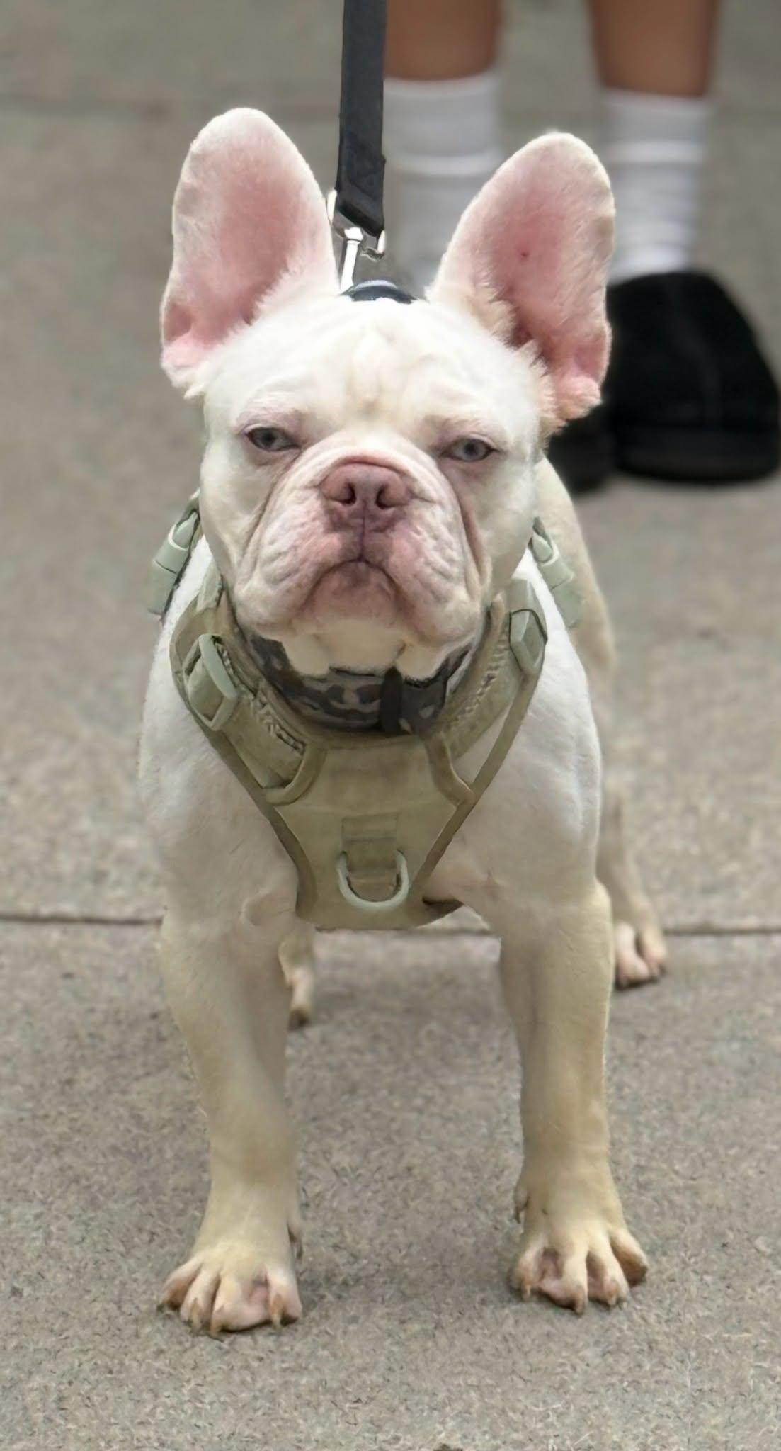 Butters, a ADOPTABLE French Bulldog in Scarborough, ON image 3/6