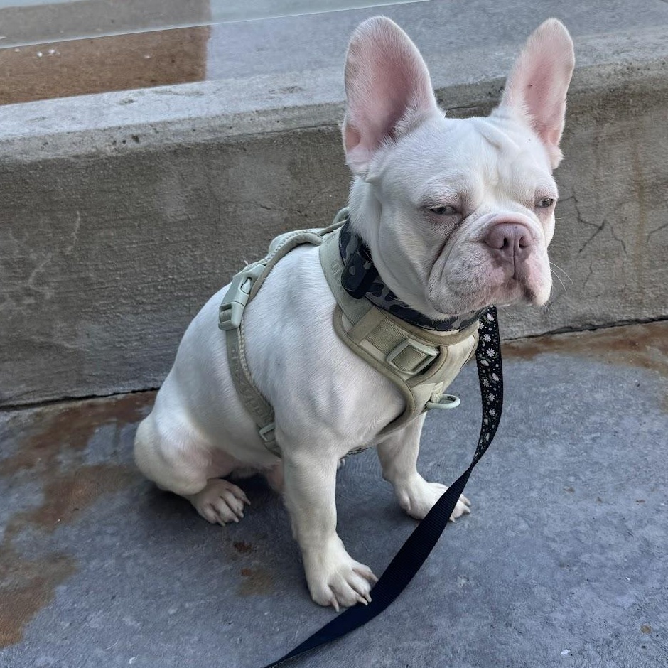Butters, a ADOPTABLE French Bulldog in Scarborough, ON image 4/6