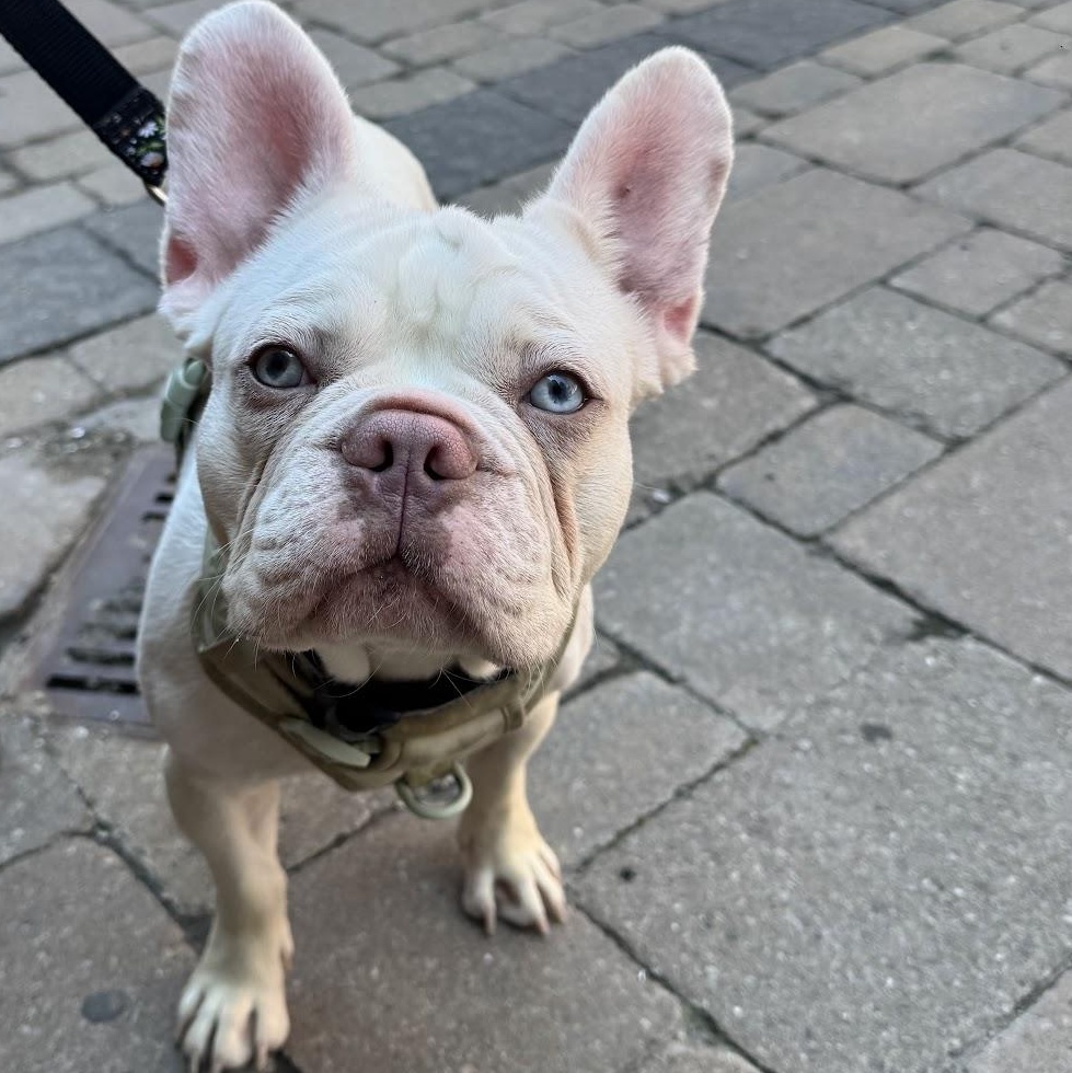 Butters, a ADOPTABLE French Bulldog in Scarborough, ON image 5/6