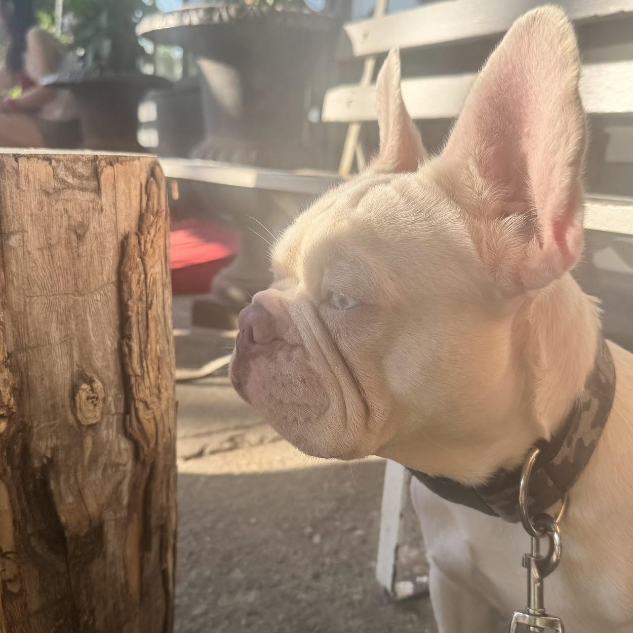 Butters, a ADOPTABLE French Bulldog in Scarborough, ON image 2/6