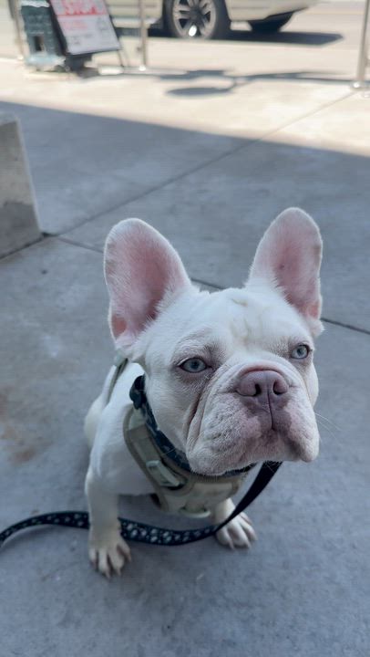 Enlarge Butters, a ADOPTABLE French Bulldog in Scarborough, ON video 6/6