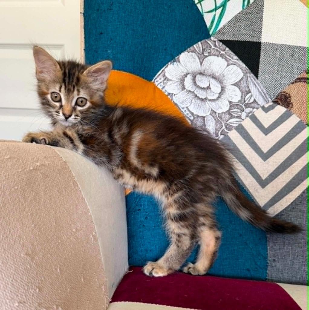 Autumn, Adoptable, Kitten Female Domestic Long Hair.
