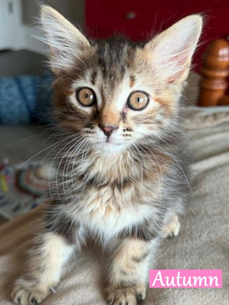 Enlarge Autumn, a Adoptable mixed breed in Hoover , AL image 3/6