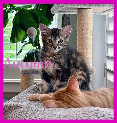 Enlarge Autumn, a Adoptable mixed breed in Hoover , AL image 4/6