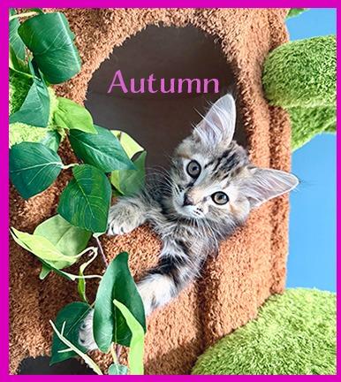 Enlarge Autumn, a Adoptable mixed breed in Hoover , AL image 5/6