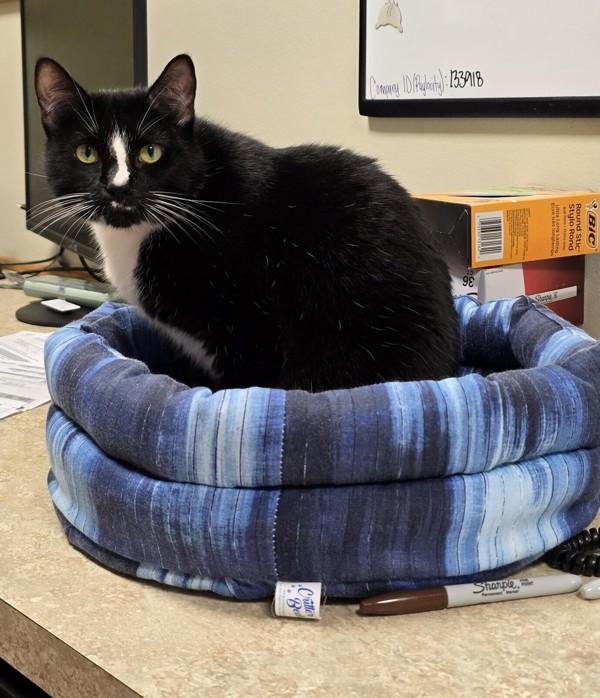 Penelope, Adoptable, Adult Female Domestic Short Hair.