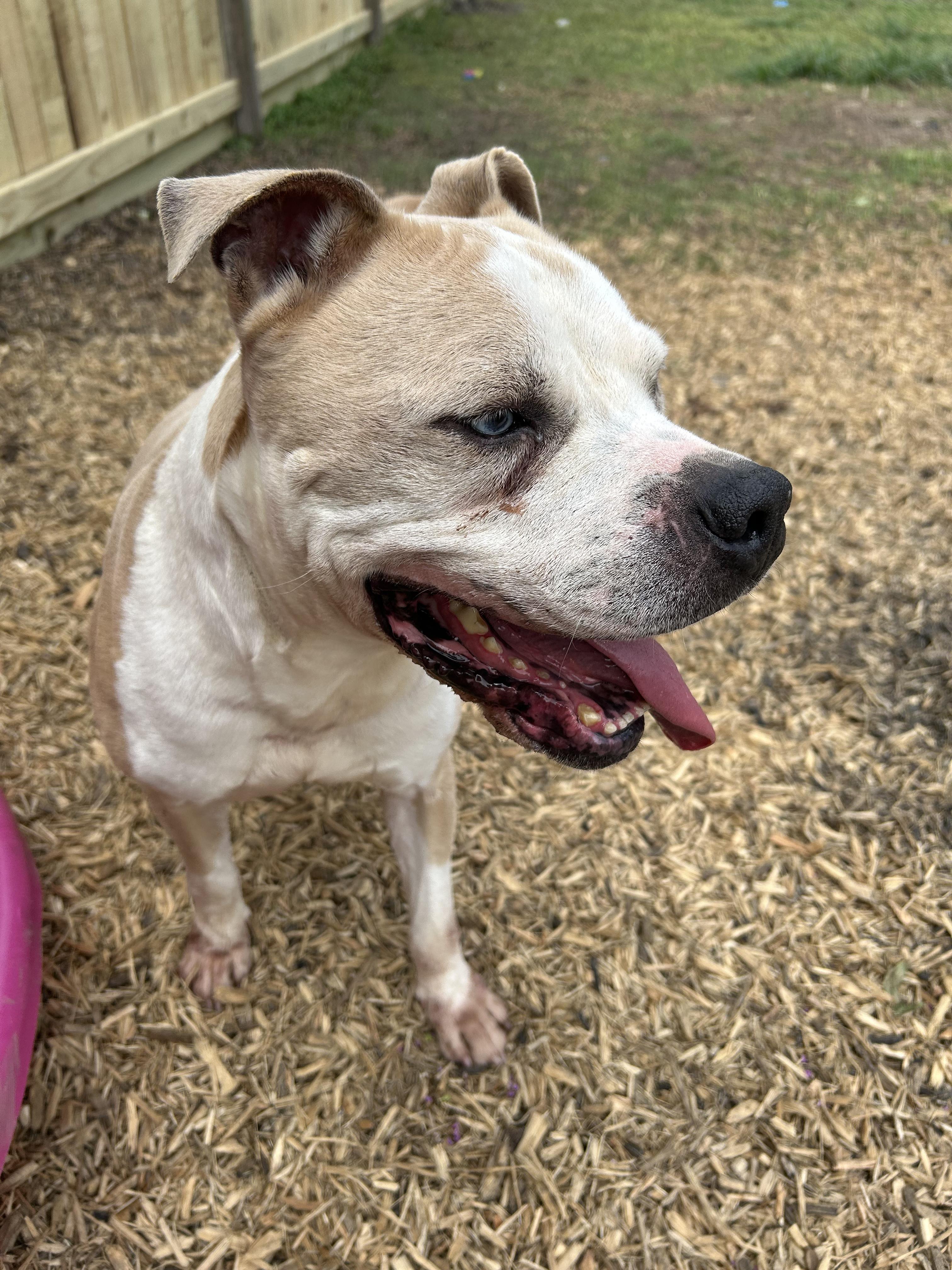 Hobbes, Adoptable, Adult Male Pit Bull Terrier.