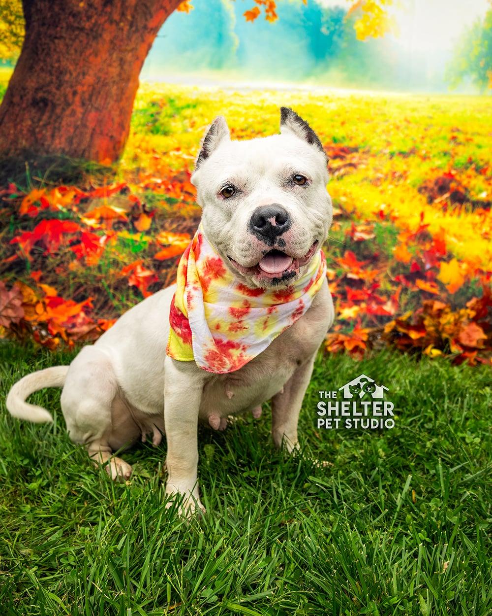 Pebbles AVAILABLE, Adoptable, Adult Female American Bully.