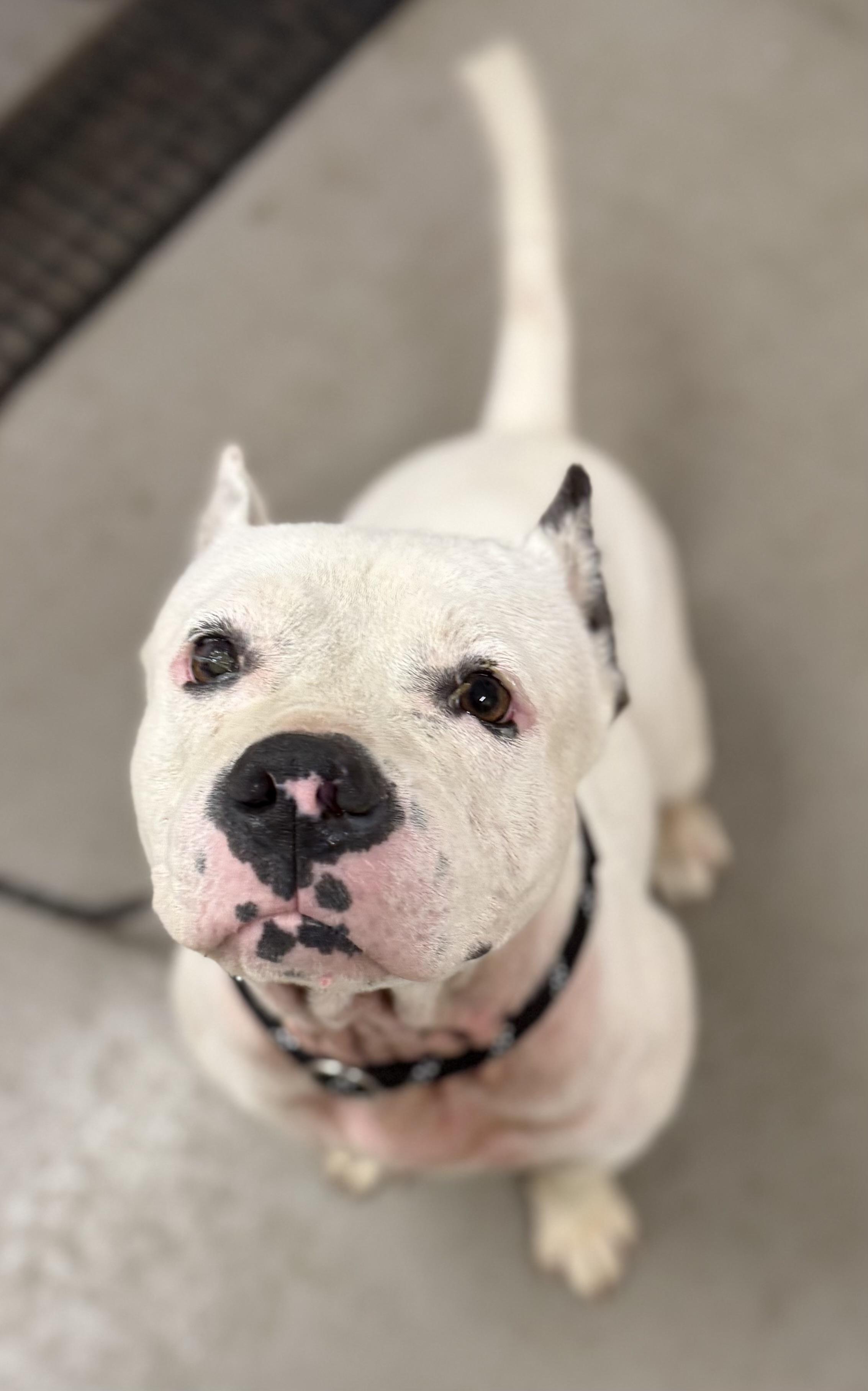 Enlarge Pebbles AVAILABLE, a Adoptable American Bully in Canton, OH image 5/6