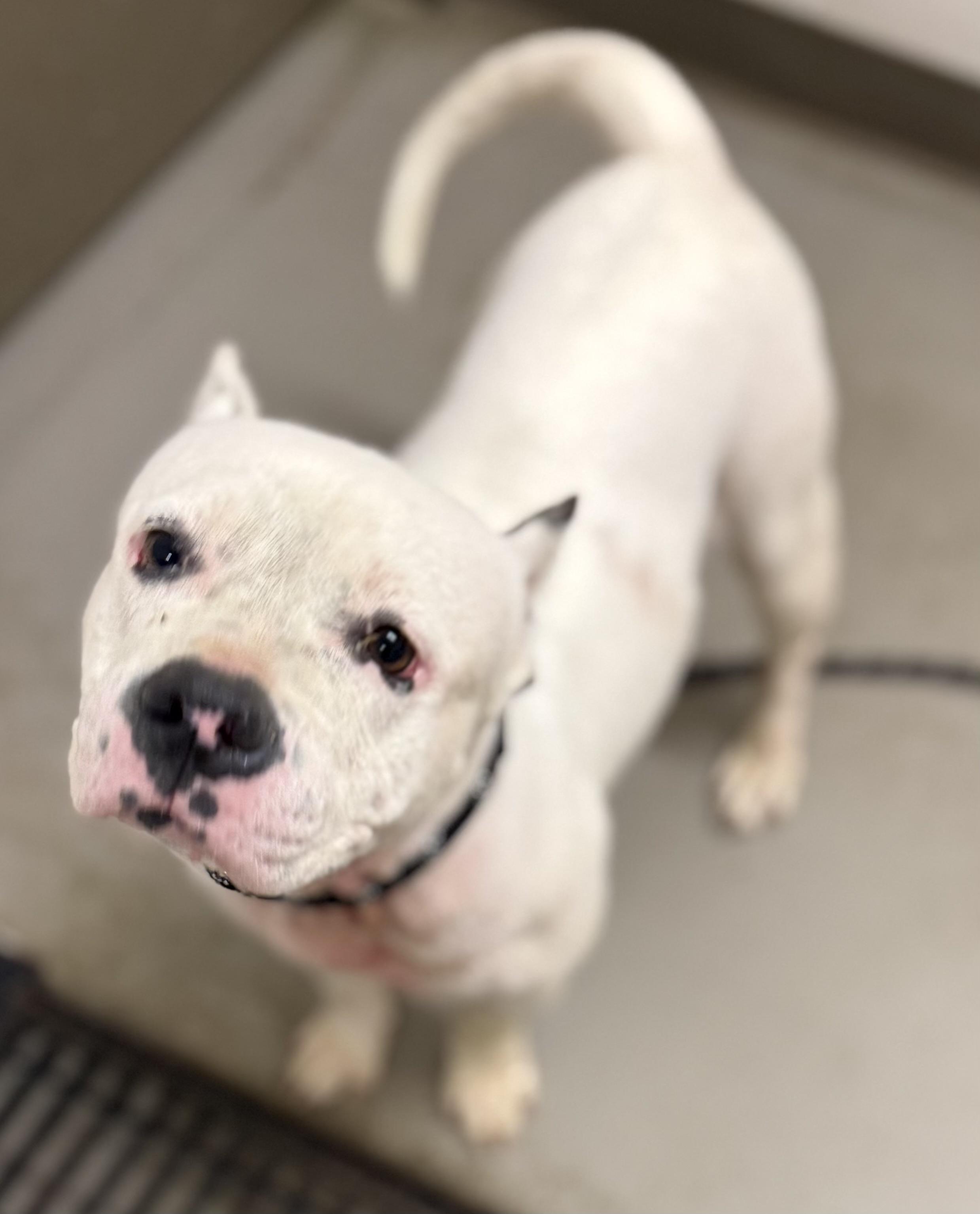 Enlarge Pebbles AVAILABLE, a Adoptable American Bully in Canton, OH image 4/6
