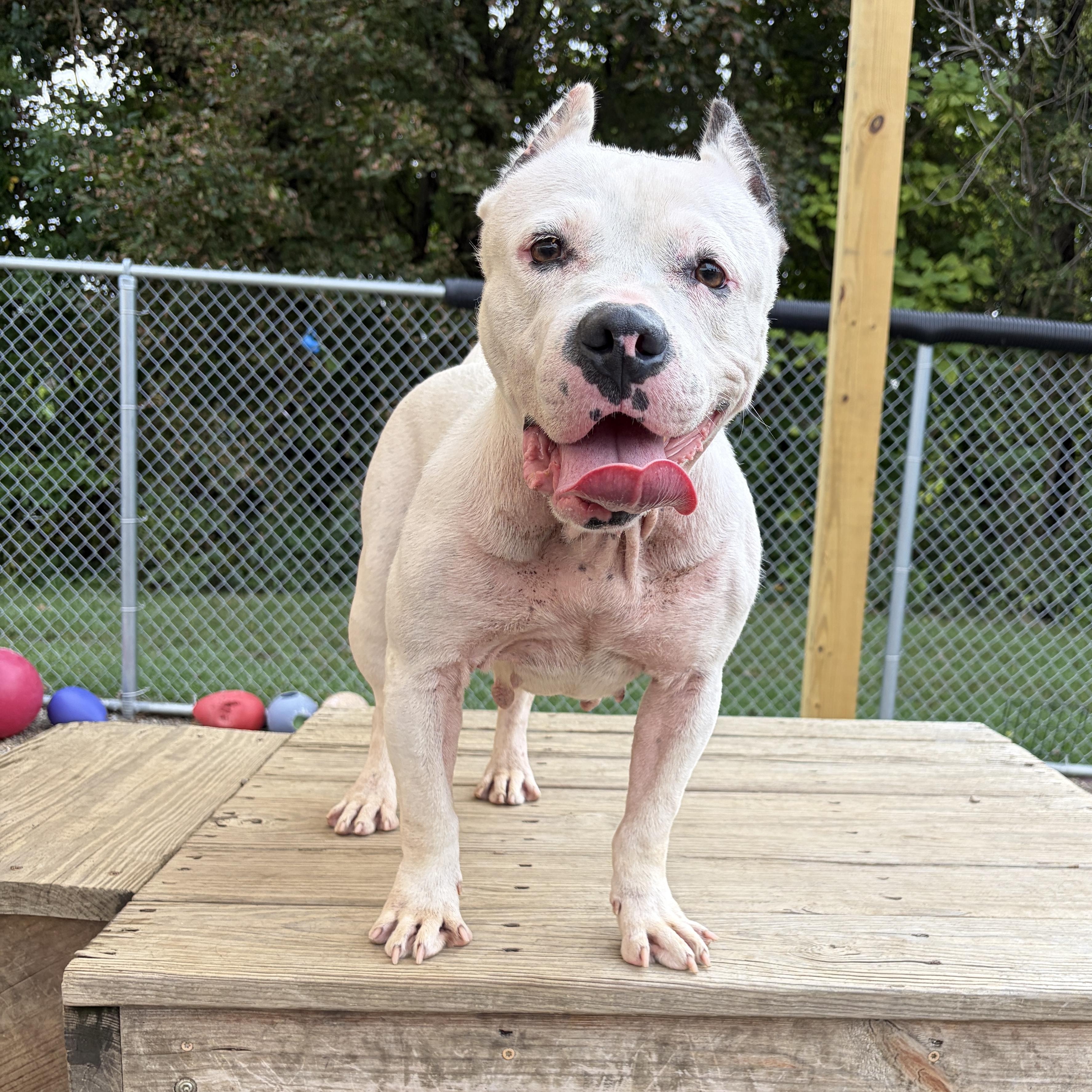 Enlarge Pebbles AVAILABLE, a Adoptable American Bully in Canton, OH image 2/6