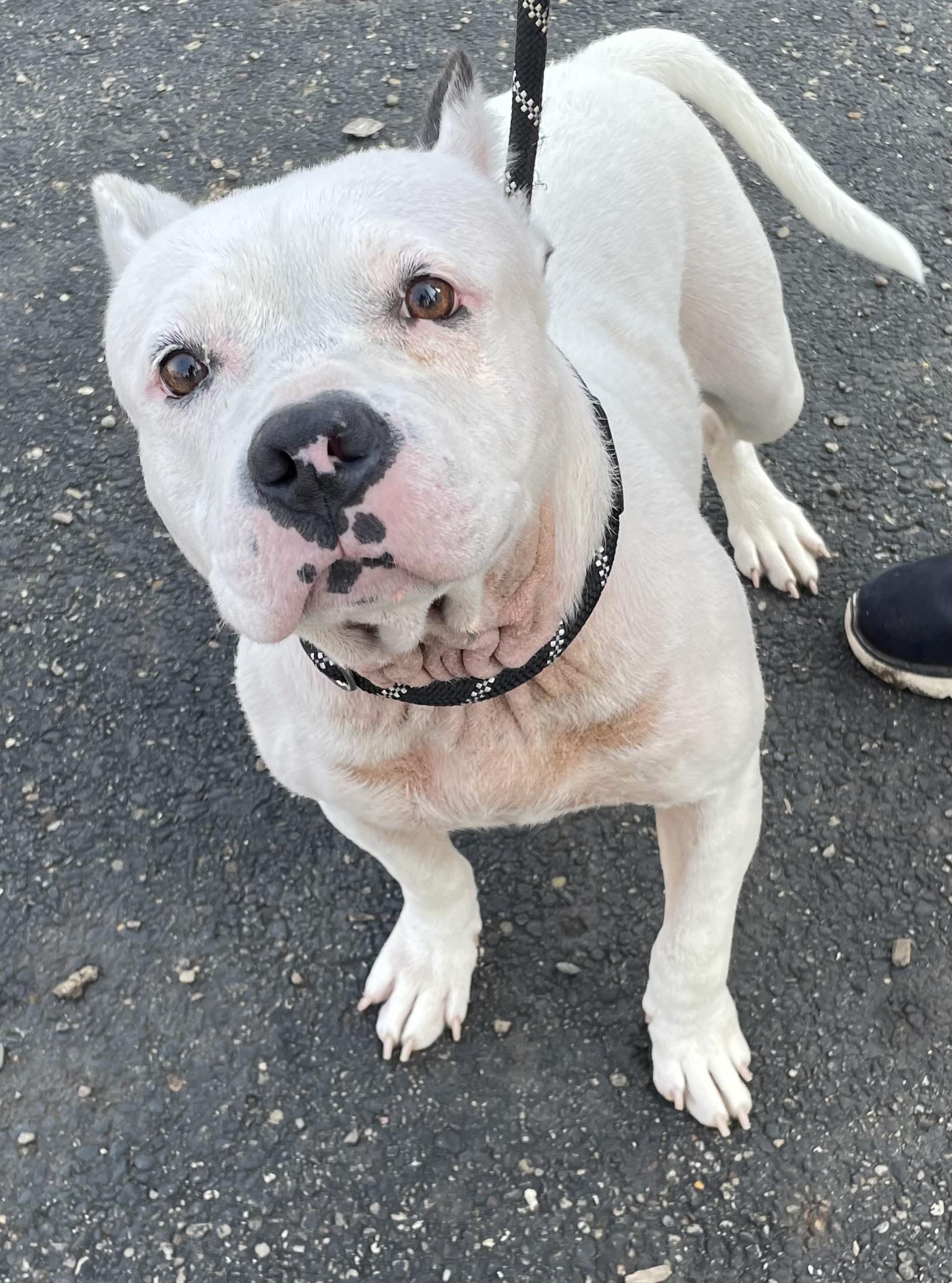 Enlarge Pebbles AVAILABLE, a Adoptable American Bully in Canton, OH image 3/6