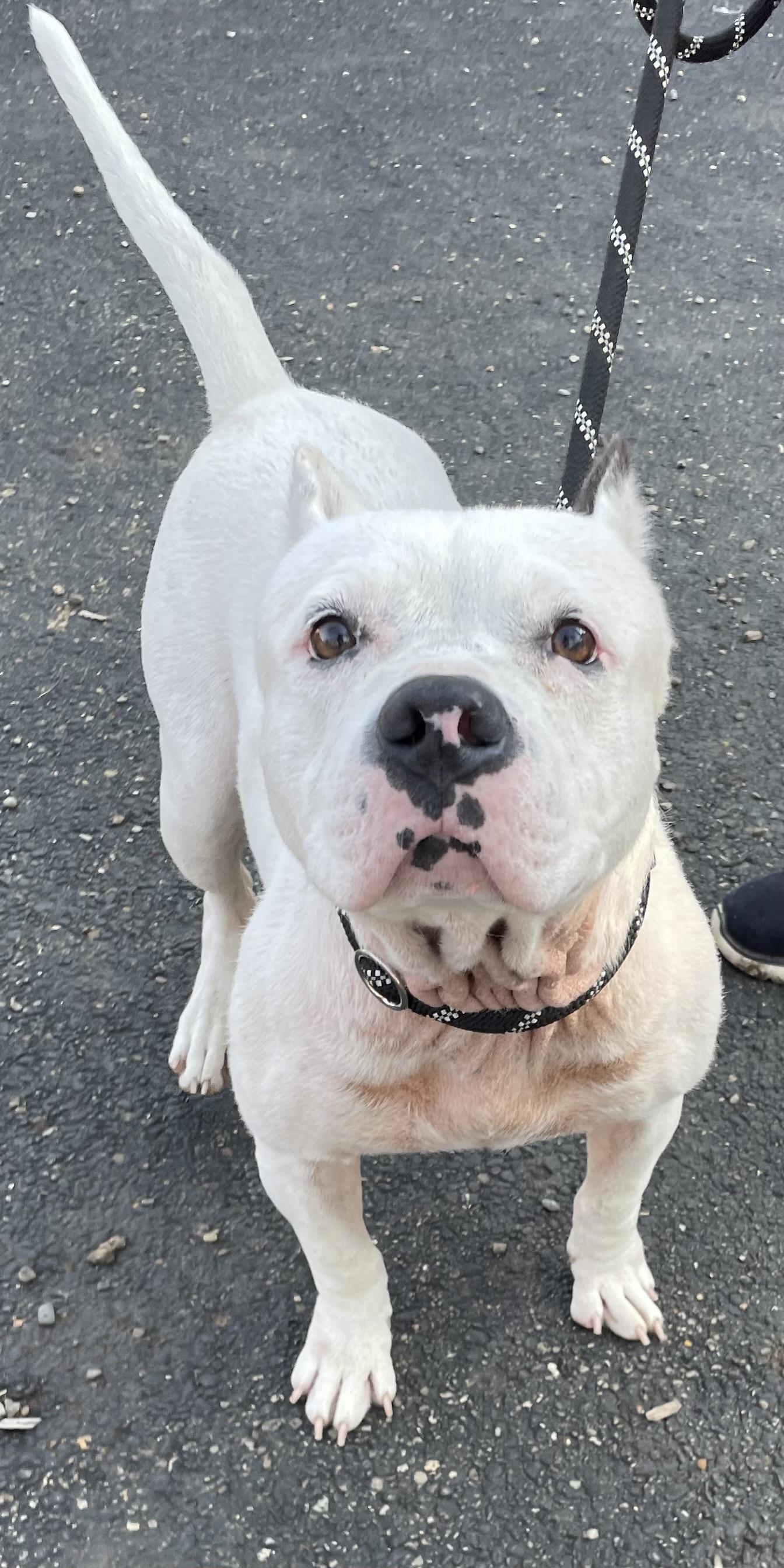 Enlarge Pebbles AVAILABLE, a Adoptable American Bully in Canton, OH image 6/6