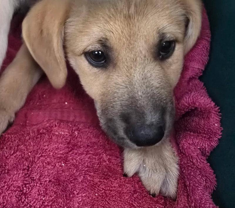 Ray, Adoptable, Puppy Male Labrador Retriever.