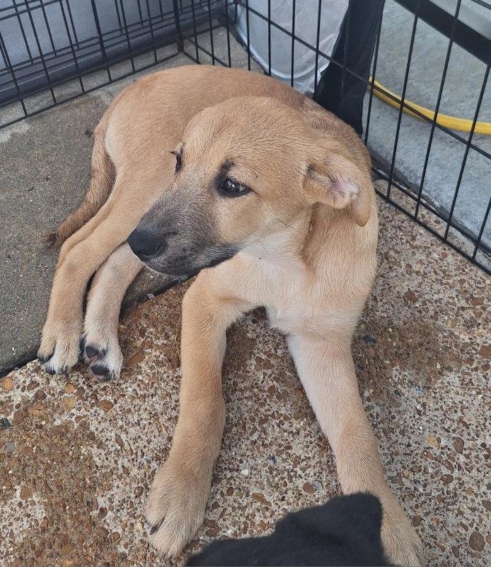 Enlarge Ray, a Adoptable Labrador Retriever in House Springs, MO image 2/2