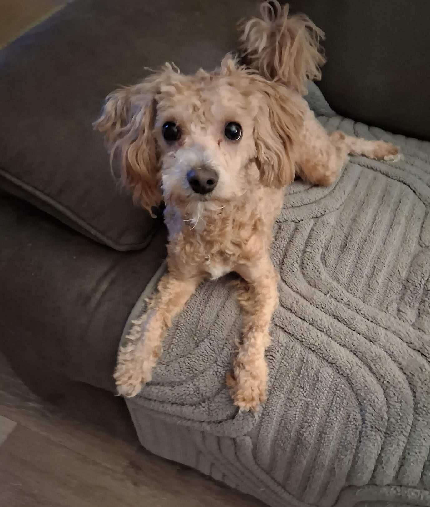 Oliver — thumbnail 2