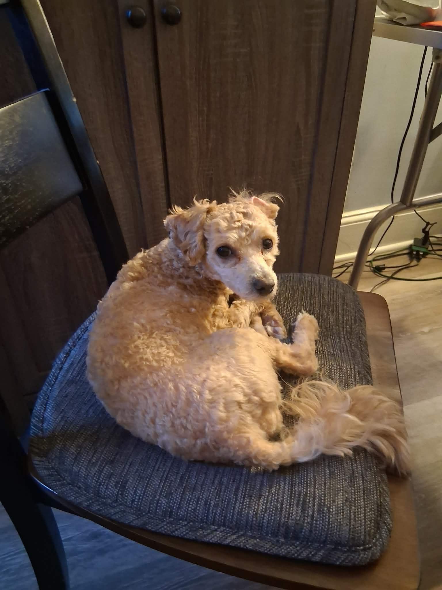 Oliver — thumbnail 3