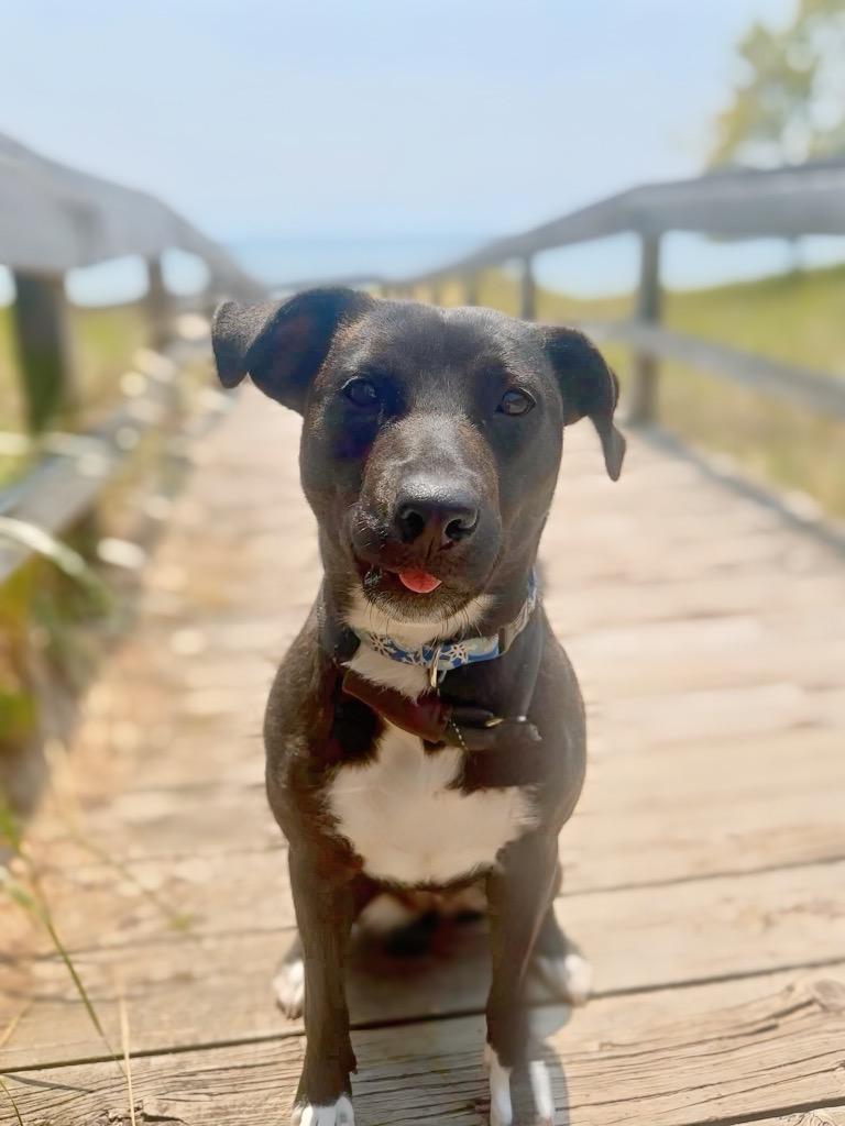 Cricket, a Adoptable mixed breed in Muskegon, MI image 1/6