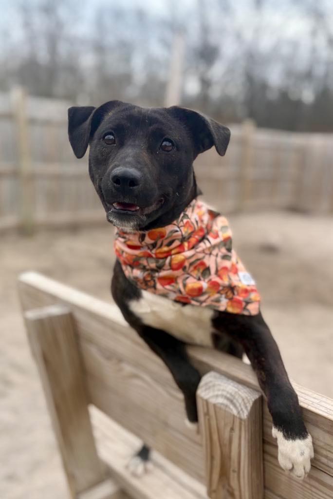 Cricket, a Adoptable mixed breed in Muskegon, MI image 2/6