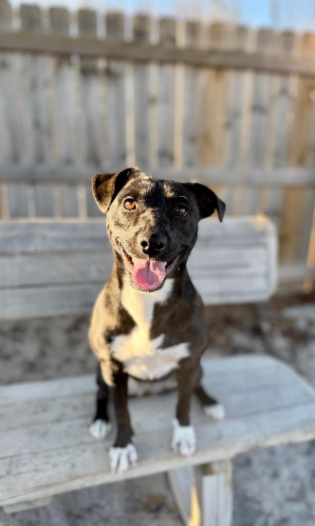 Cricket, a Adoptable mixed breed in Muskegon, MI image 3/6