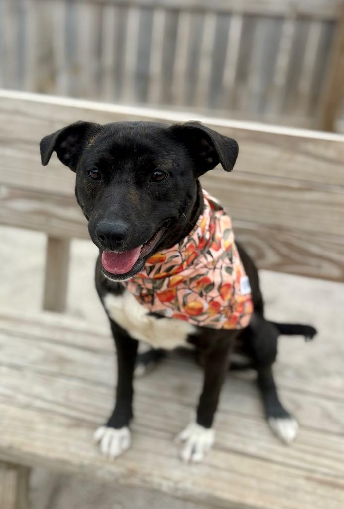 Cricket, a Adoptable mixed breed in Muskegon, MI image 4/6