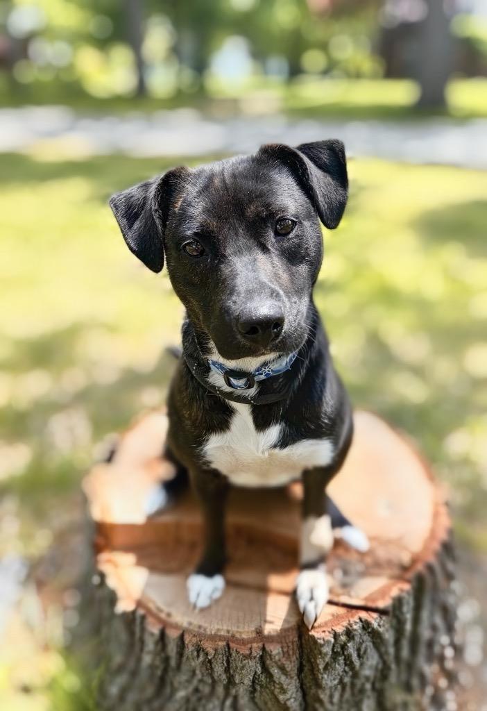 Cricket, a Adoptable mixed breed in Muskegon, MI image 5/6