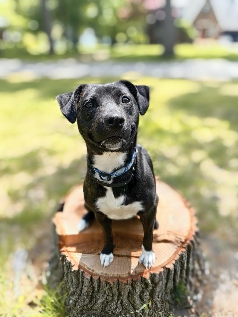 Cricket, a Adoptable mixed breed in Muskegon, MI image 6/6