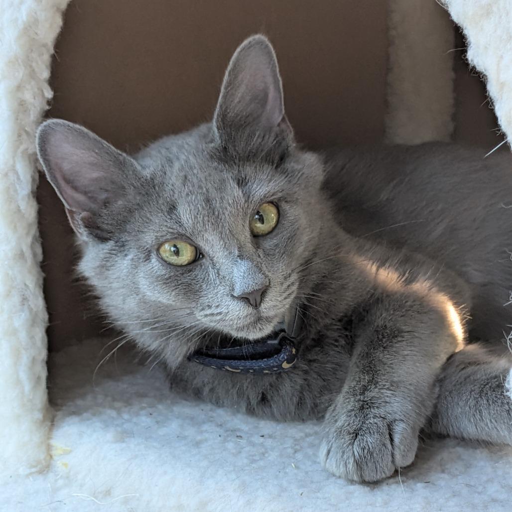 Grey Goose Llanos, Adoptable, Kitten Female Domestic Short Hair.