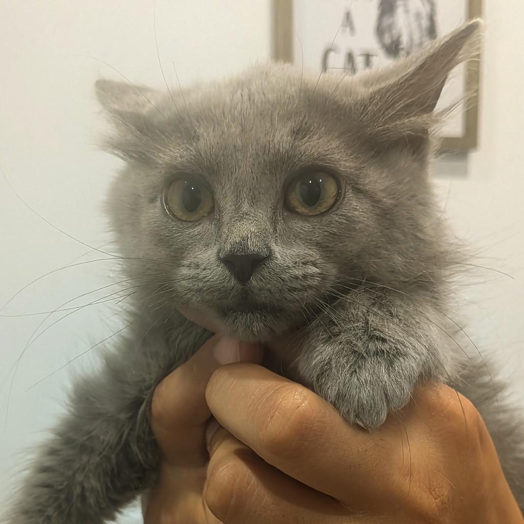 Enlarge Grey Goose Llanos, a Adoptable Domestic Short Hair in Merrifield, VA image 2/2