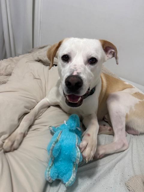Buddy, Adoptable, Young Male Great Pyrenees & Hound.