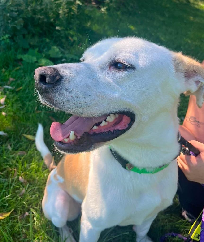 Enlarge Buddy, a Adoptable mixed breed in Warren, MI image 1/6