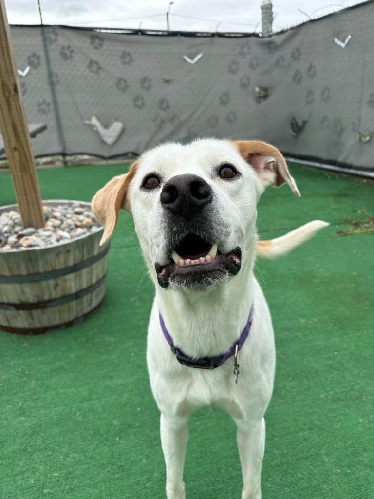 Enlarge Buddy, a Adoptable mixed breed in Warren, MI image 2/4