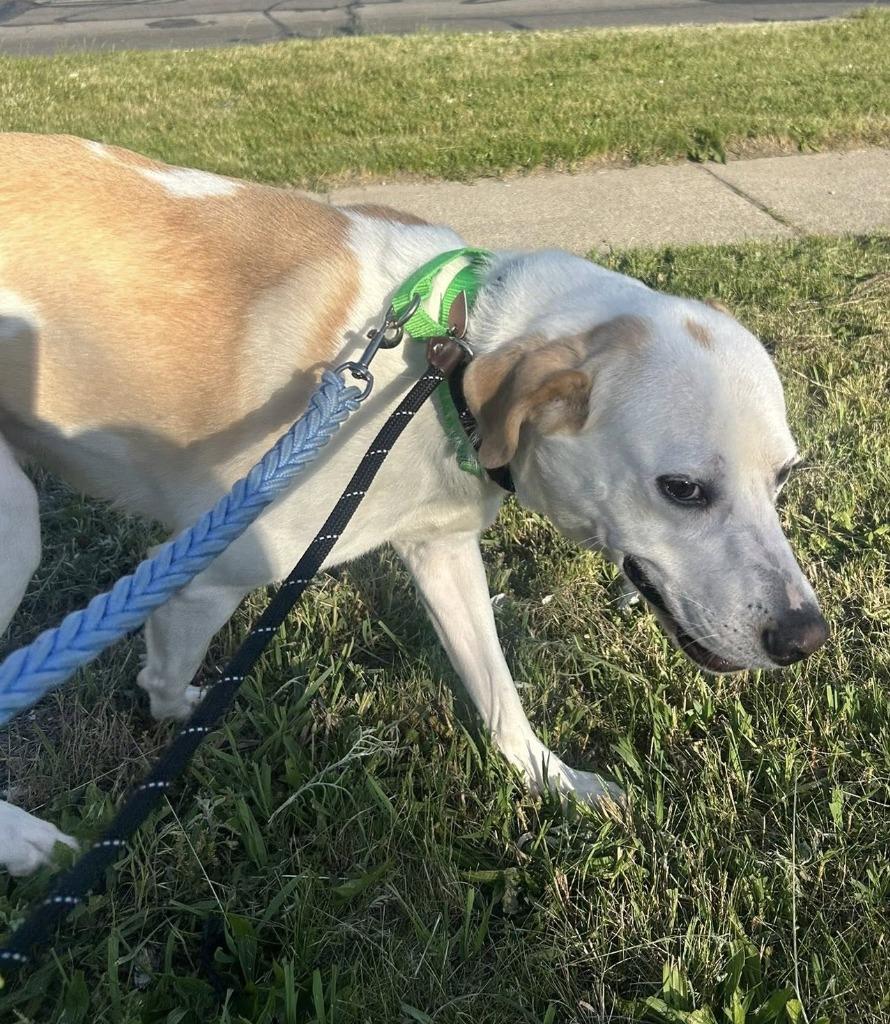 Enlarge Buddy, a Adoptable mixed breed in Warren, MI image 3/4