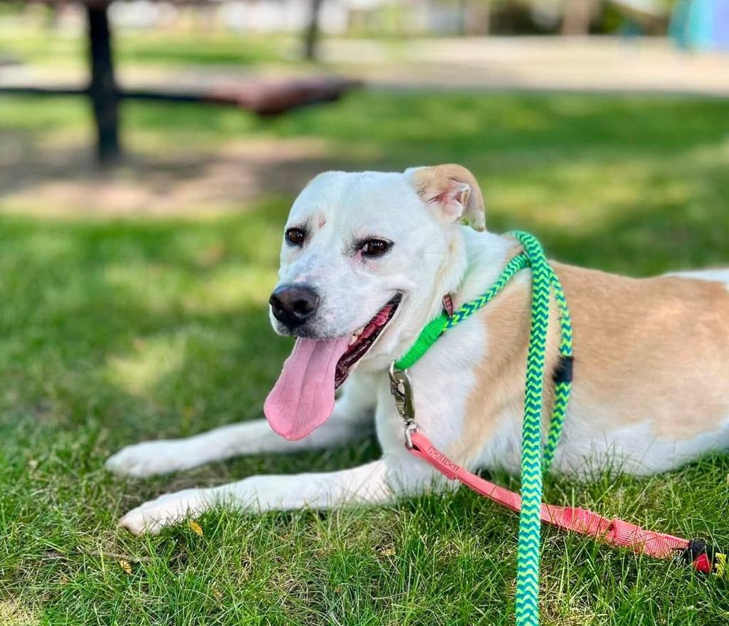 Enlarge Buddy, a Adoptable mixed breed in Warren, MI image 5/6