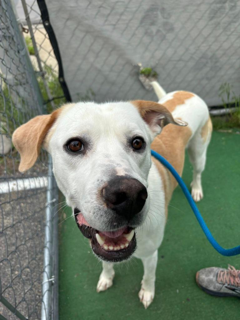 Enlarge Buddy, a Adoptable mixed breed in Warren, MI image 4/4