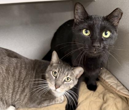 Kaboo/Panther - Bonded Pair, Adoptable, Adult Male Domestic Short Hair & Domestic Short Hair.