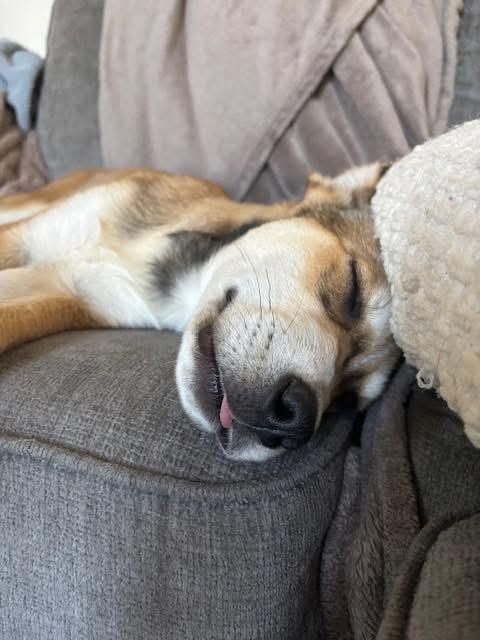 Sylvi, an adoptable Husky, Shepherd in Humboldt , SK, S0K 2A0 | Photo Image 4