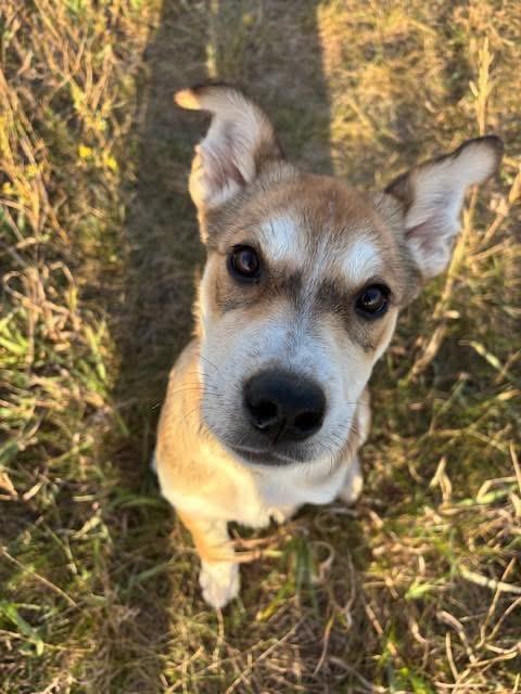 Sylvi, an adoptable Husky, Shepherd in Humboldt , SK, S0K 2A0 | Photo Image 2